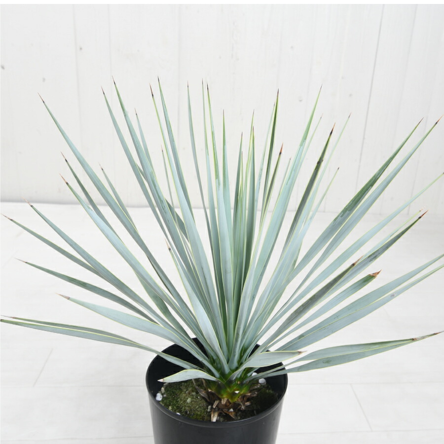 さ*な様 ユッカ ロストラータ Hybrid No.3 楽天市場】数量限定