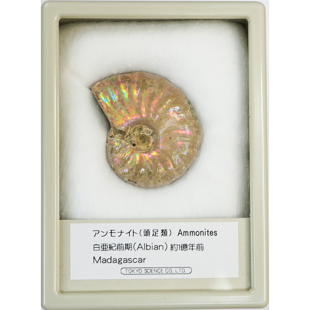 楽天市場】化石標本15種 東京サイエンス サメの歯 貨幣石 琥珀 恐竜の