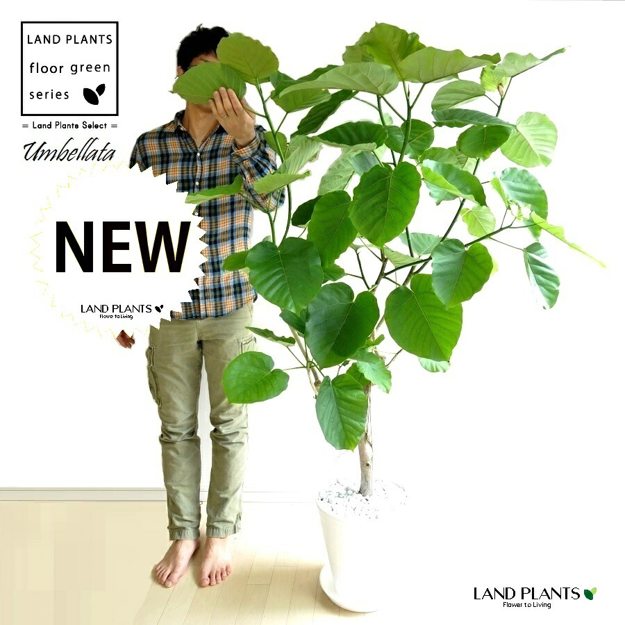 楽天市場】ウンベラータ（大型：自然樹形） 10号 白色 セラアート鉢