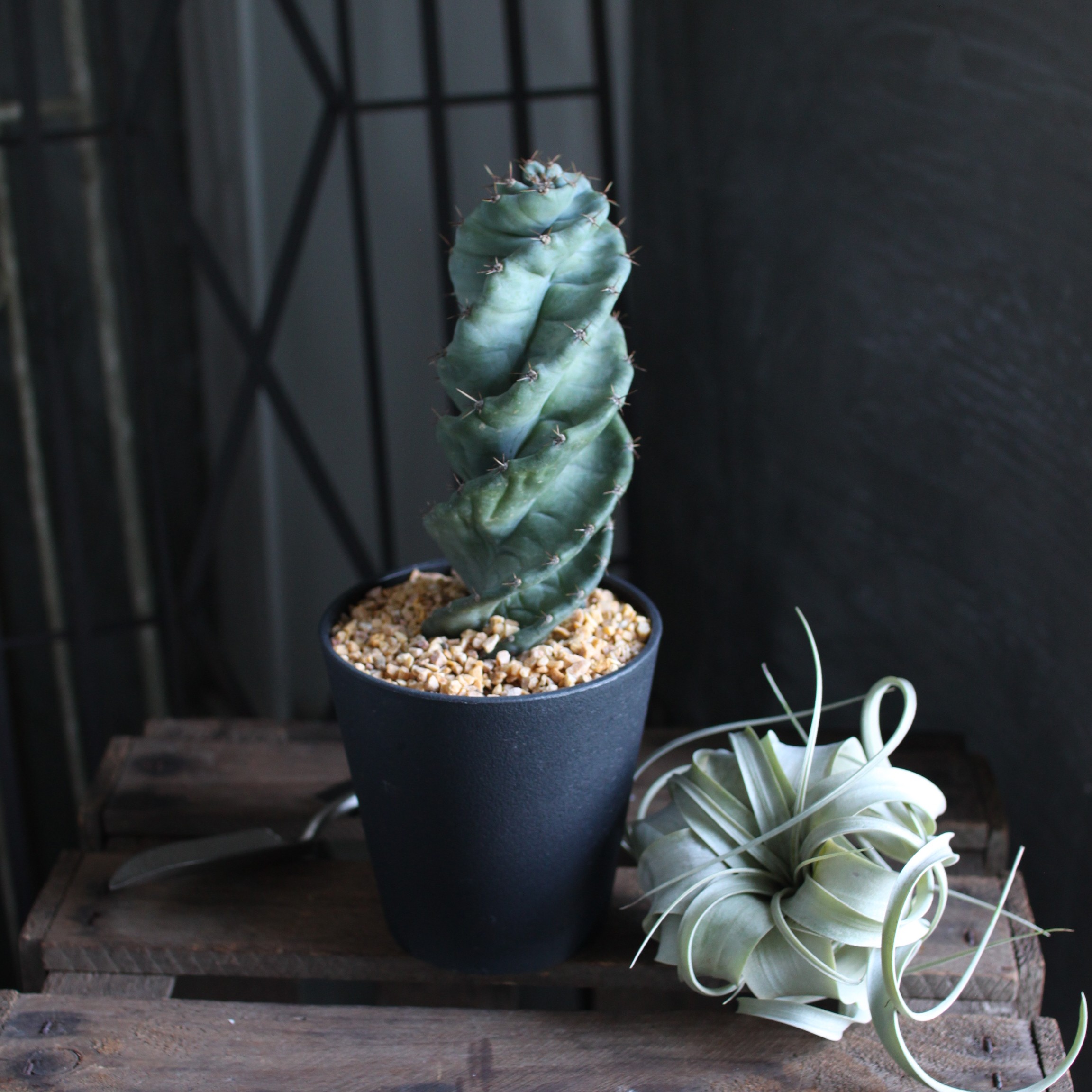 楽天市場】サボテン セレウス スパイラリス スピラリス 4号 4寸 柱