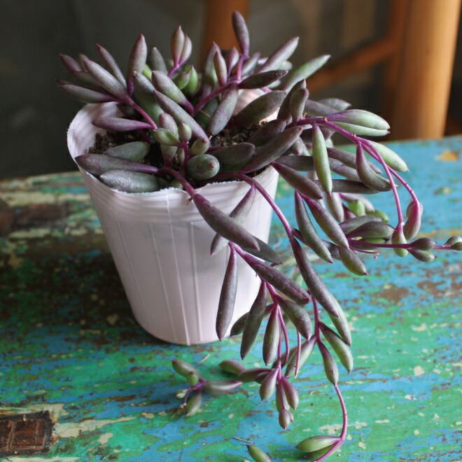 楽天市場】多肉植物 セネシオ ルビーネックレス 2Pセット 2.5〜3.5寸