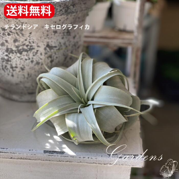 楽天市場】チランジア・コットンキャンディ ヒューストン 大 エア