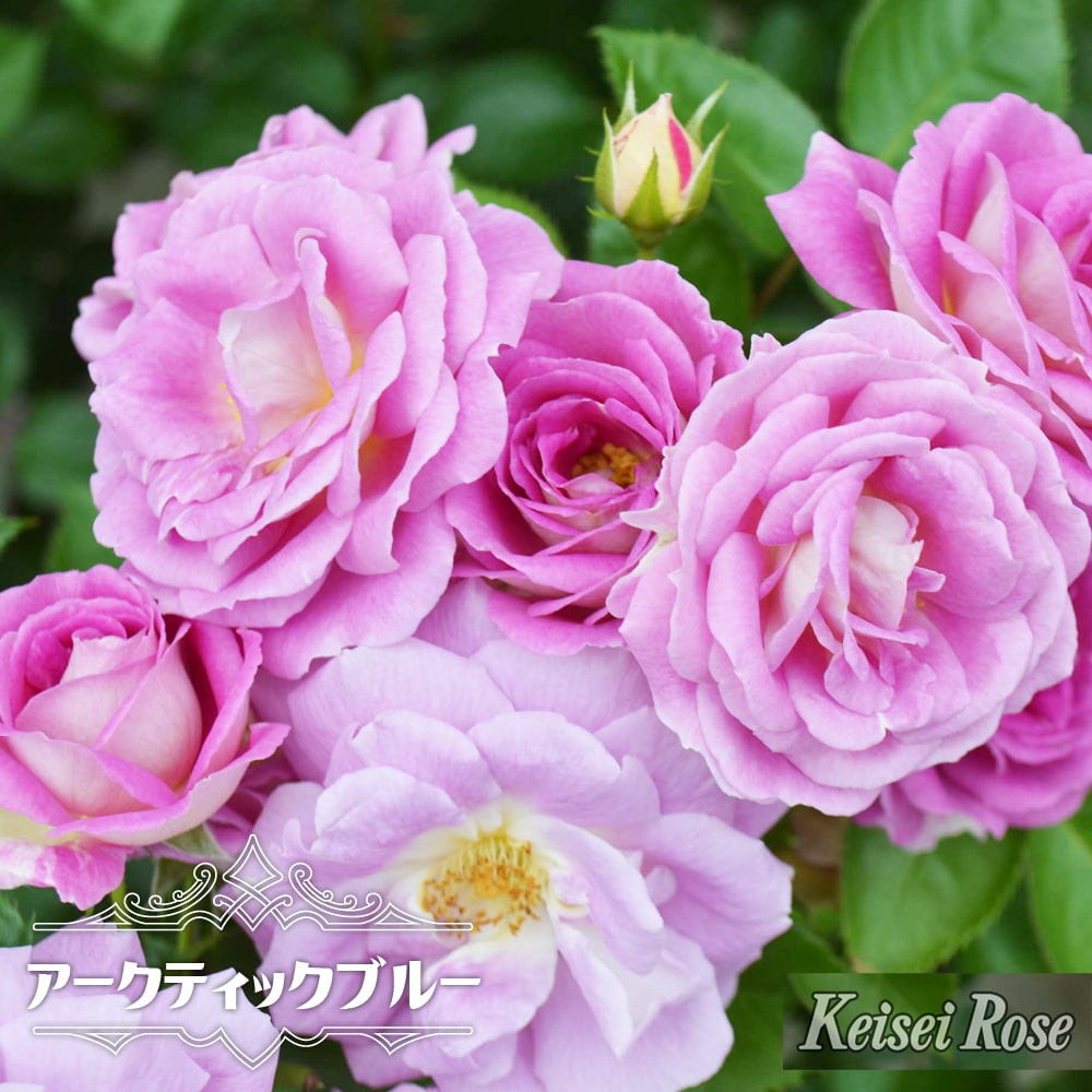楽天市場】四季咲きバラ苗 【アークティックブルー】 2年生大苗 品種