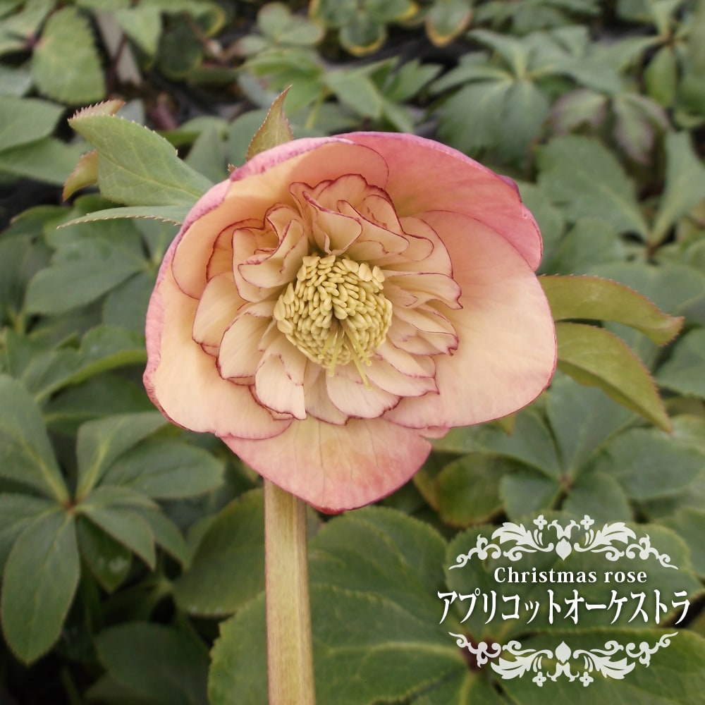 楽天市場】楽天スーパーセール対象商品 【アプリコット オーケストラ