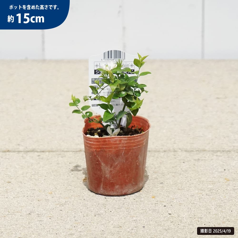 楽天市場】ジャスミン 【花美人】 3号ポット苗 : 苗木部 by 花ひろば