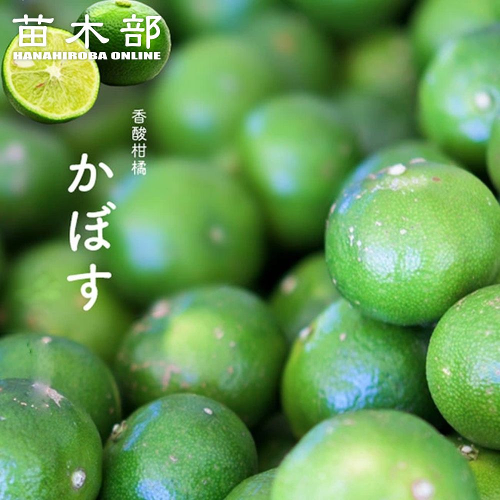 楽天市場】ブラッドオレンジ 苗木 【タロッコ】 3年生接木大苗 産地で