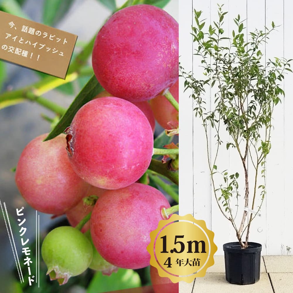 楽天市場】マンゴーの木 【チョカナン】 極太超特大苗 【大型宅配便