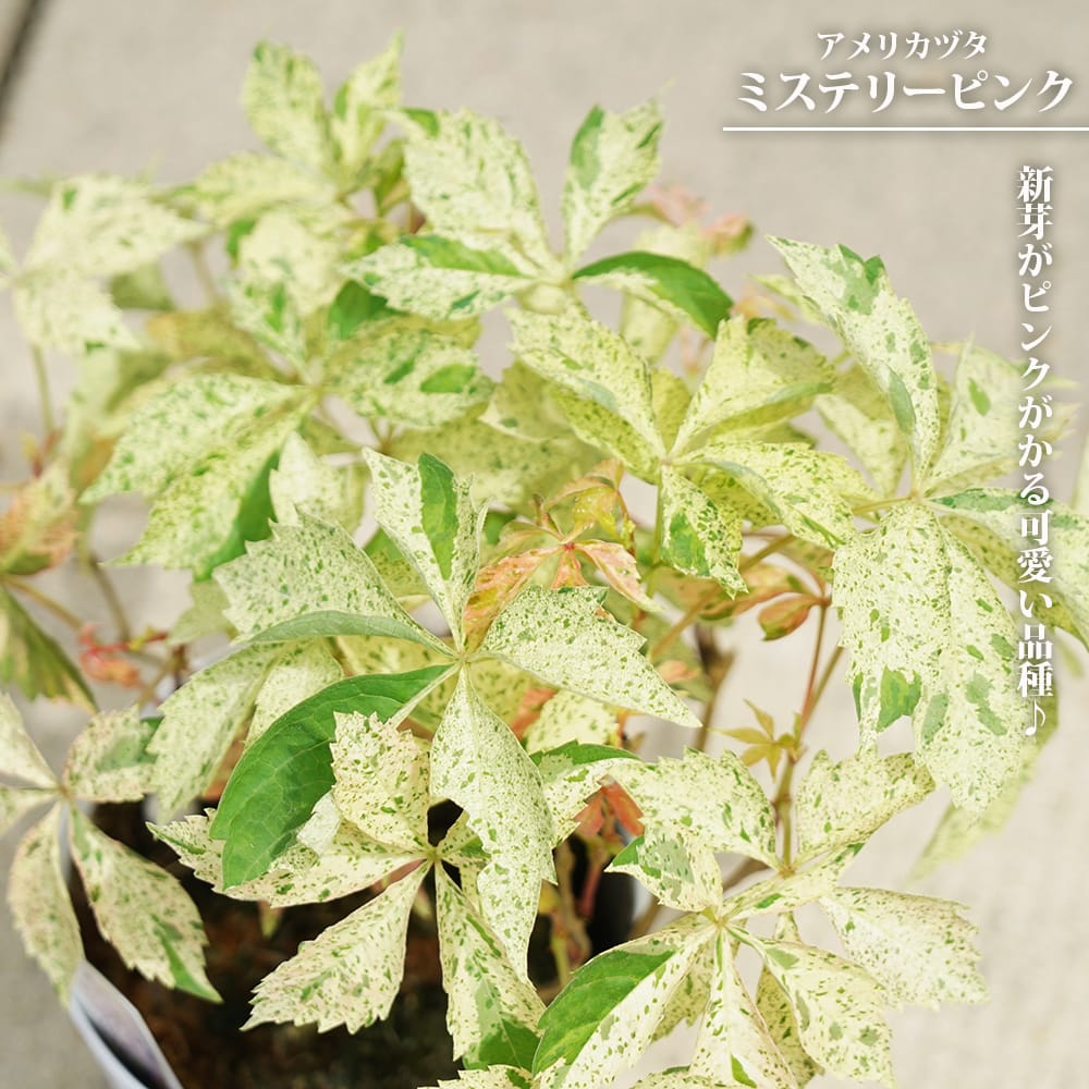 楽天市場】アメリカツタ 斑入り ミステリーピンク 3.5号 鉢植え : 苗木