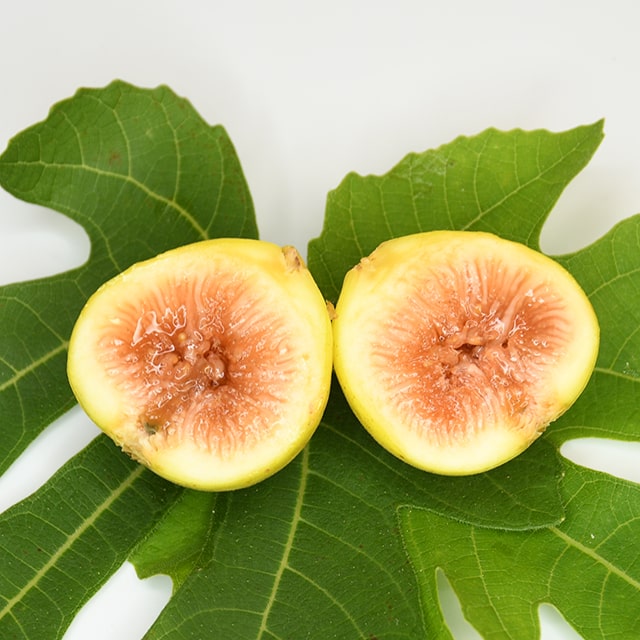 イチジク 苗 【カドタ】 1年生 挿し木 ポット苗