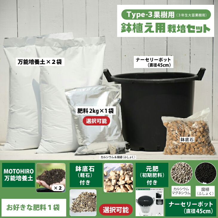 楽天市場】せとか 苗木 【トゲなし系 せとか ［登録品種］】 3年生