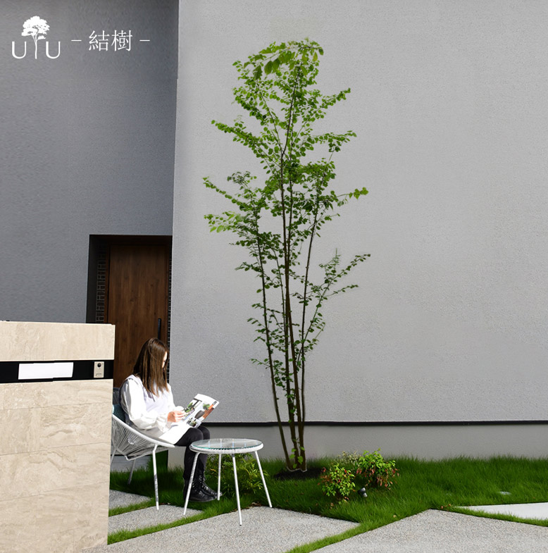 施工付き植木シンボルツリー 樹高2.5m以上 カツラhnw1 j-1 j-03