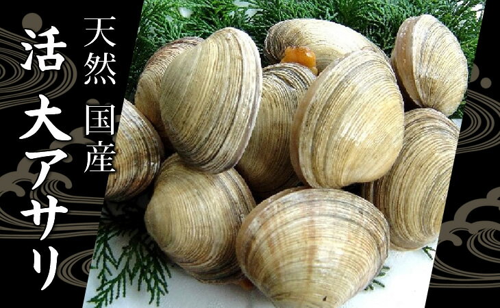 活 大アサリ 1kg 6～8個 [大あさり] | 貝類,大アサリ | まるか水産