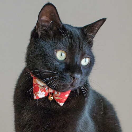 【睦月】切り株付き！まっくろくろの蝶ネクタイねこちゃん形オルゴ☆他４点 やんちゃな子たちにも、美しい刺繍の蝶ネクタイを🎀 まだちと大きいが