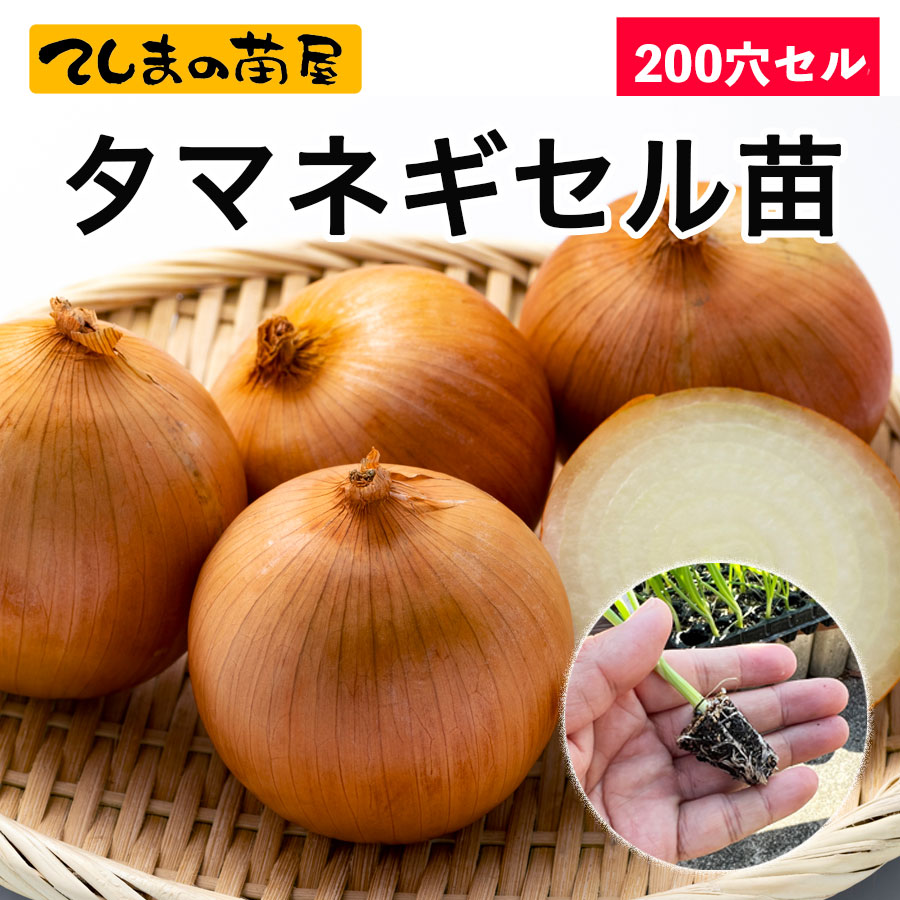 てしまの苗】 タマネギセル苗 200穴セル（190本保障） 10月末から順次