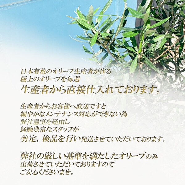 楽天市場】観葉植物 大型 オリーブ 10号鉢 法人様送料無料 庭木 鉢植え