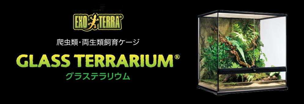 楽天市場】○【エキゾテラ】グラステラリウム 6060 EXOTERRA【ケージ