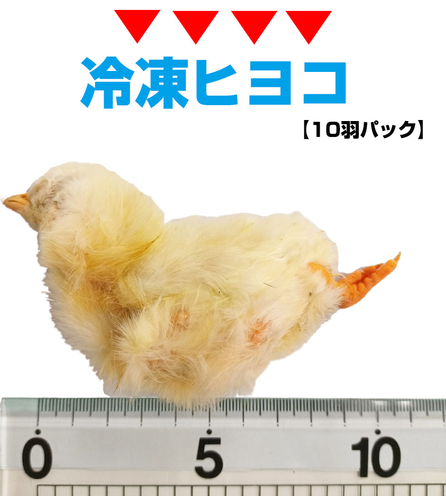 冷凍】冷凍ヒヨコ 10羽パック（T2）【クール便発送】【常温商品との同