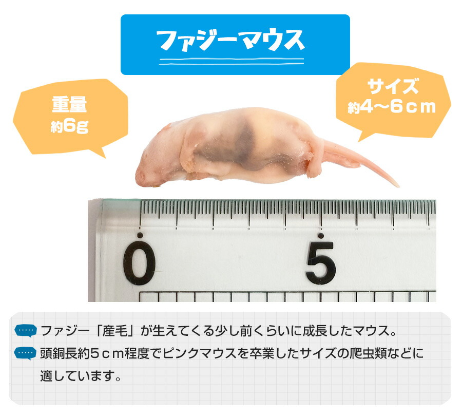 Hurze1フタホシML〜L200、冷凍マウスファジー30匹ホッパー30匹 Hurze1