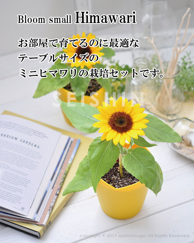 楽天市場】『栽培セット』 Bloom small Himawari ミニヒマワリ栽培