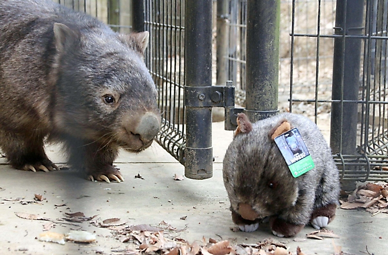 本物そっくり 問い合わせ相次ぐ ウォンバット「ウォレス」のぬいぐるみ