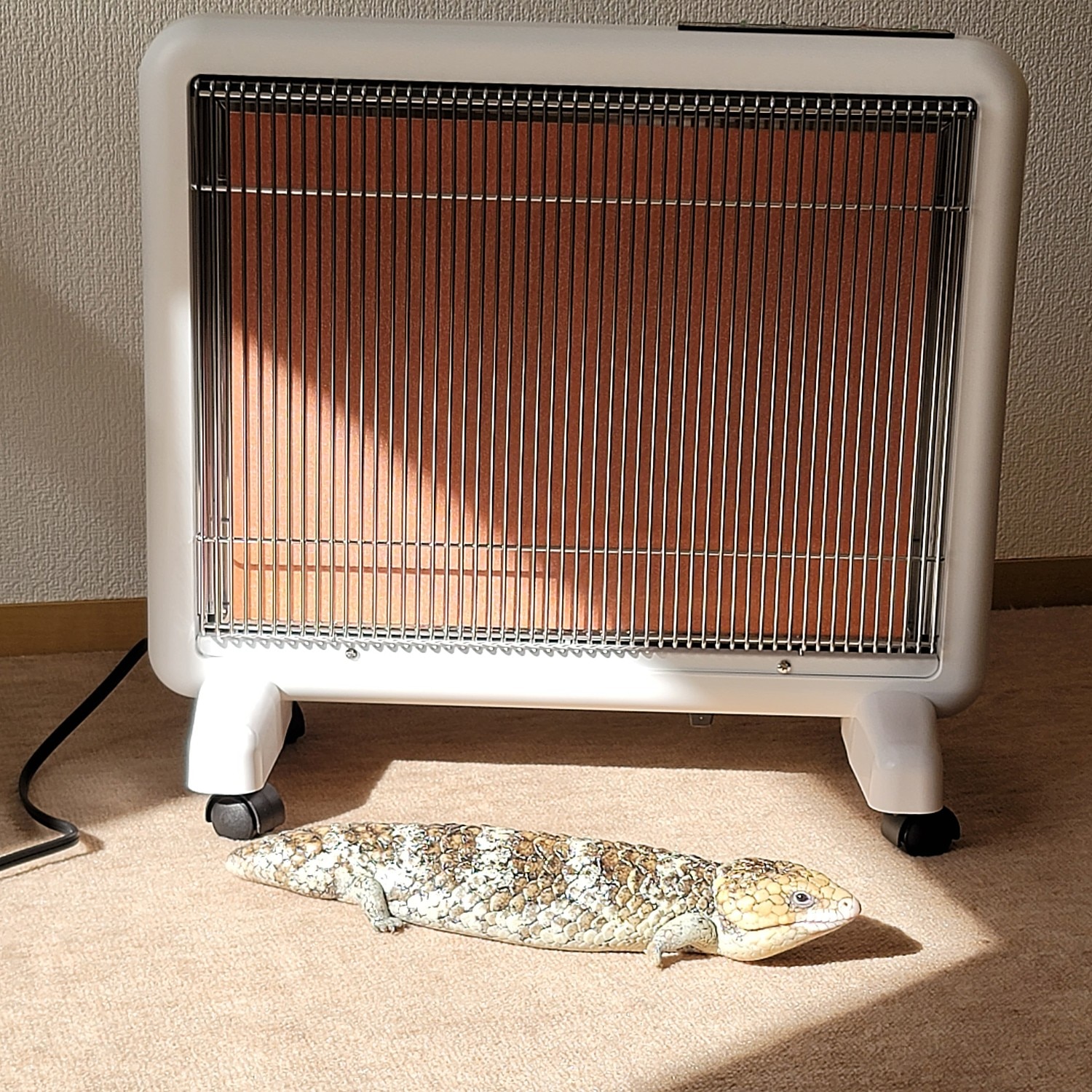 楽天市場】サンルミエ・エクセラ7（ホワイト）｜【ご愛顧感謝セール