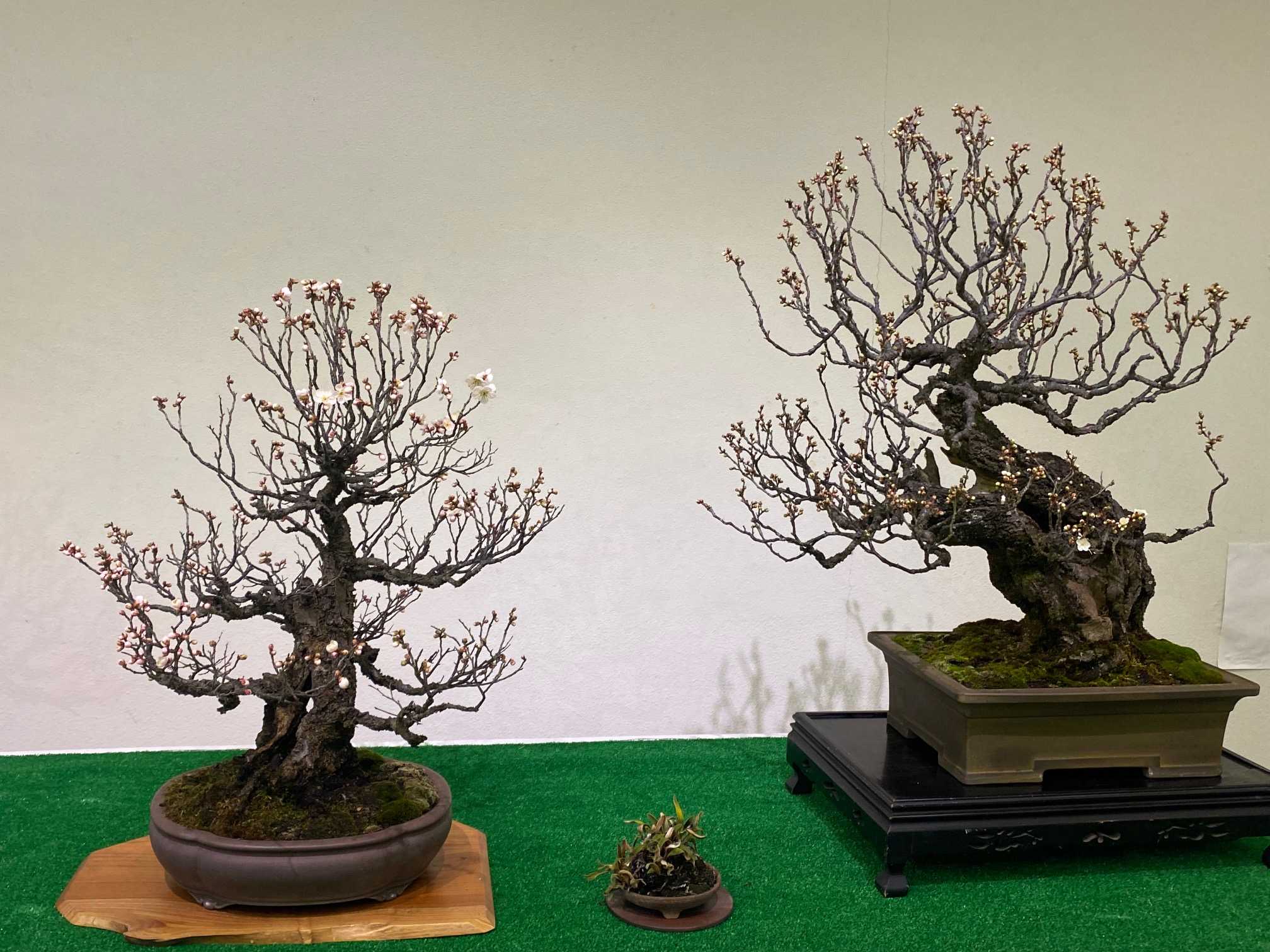 甲州野梅盆栽展~道の駅みのぶ(富士川クラフトパーク)で今月30日（日