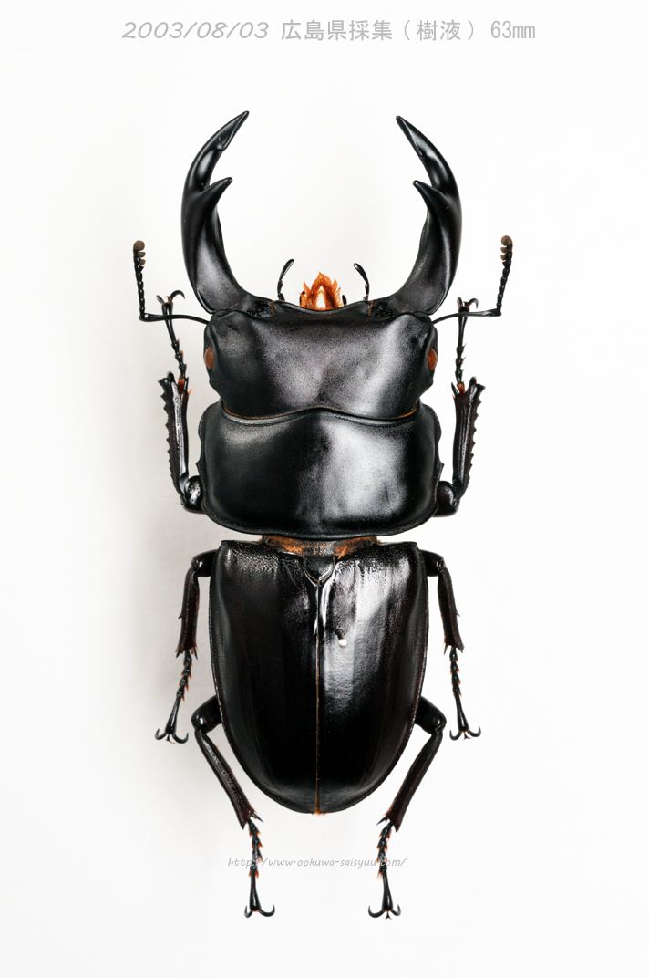 オオクワガタ標本画像 2003/08/03 広島県採集個体 | オオクワ採集狂
