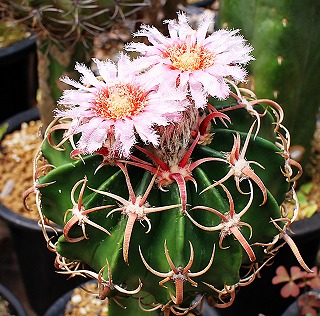 綾波の短狂刺とモンスト種とチビハナキリン | ☆ガマンマの ニク・サボ