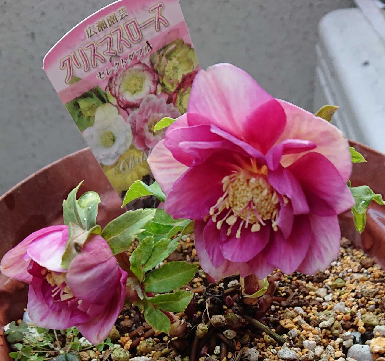 クリスマスローズ オーレア系ピンク いろいろ咲いてきました | 趣味は