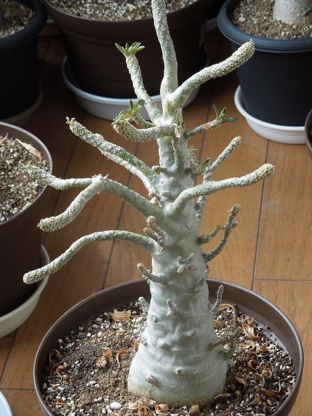 ドルステニアギガス | 小平太1098のブログ - 楽天ブログ