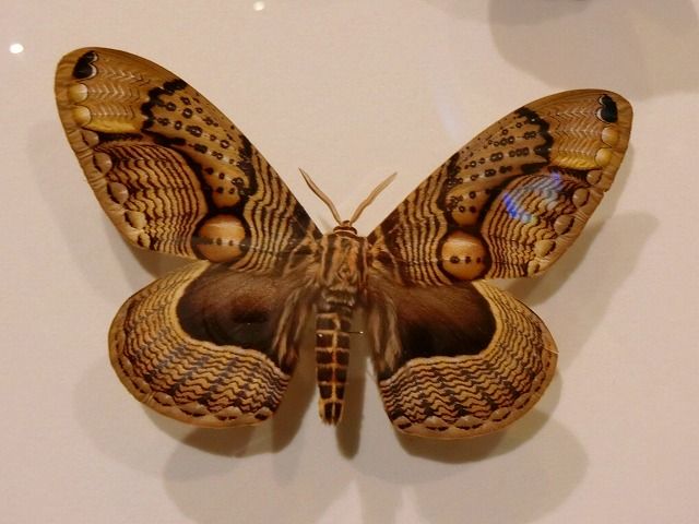 少年の日の思い出 | 式根島倶楽部 - 楽天ブログ