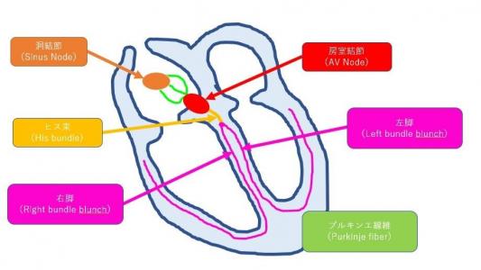 💜心臓の刺激伝導系とは💛 | 🚑ナースのための『心電図』🚑 - 楽天ブログ