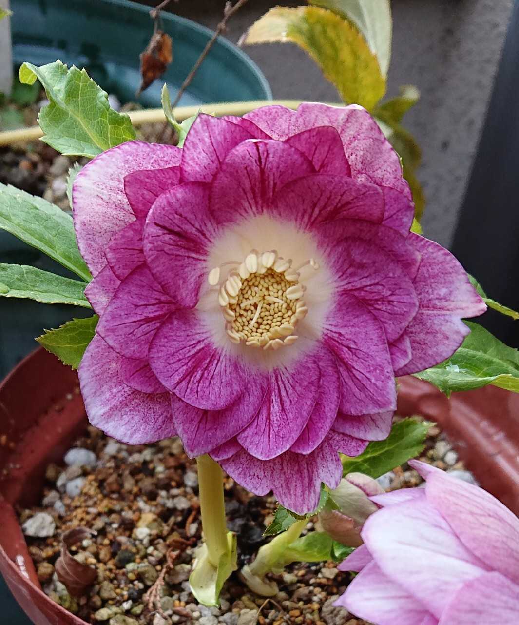 クリスマスローズ オーレア系ピンク いろいろ咲いてきました | 趣味は