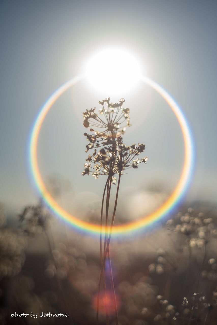 虹のサークル・ゴースト：Super-Takumar | ♡ With My Cobby - 楽天ブログ