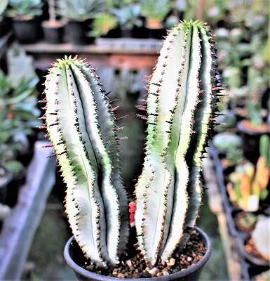 ポリゴナとバリダなどのユーフォと盆栽風葉物メセン | ☆ガマンマの