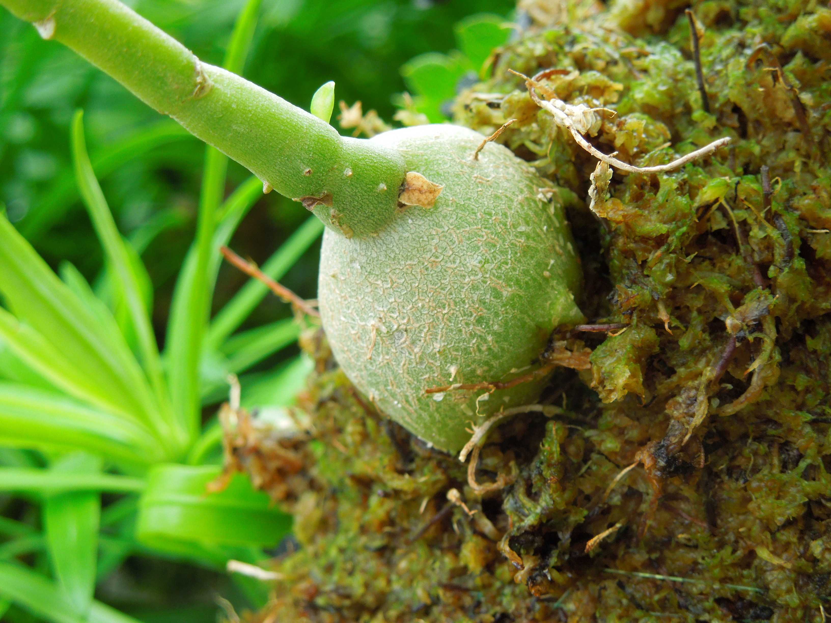 アリ植物・ミルメフィタム・セレビカムの花が咲き始めた | 小平太1098