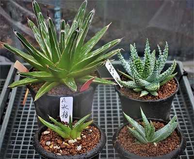 氷嶺と氷山とピリフェラ白斑など | ☆ガマンマの ニク・サボ栽培