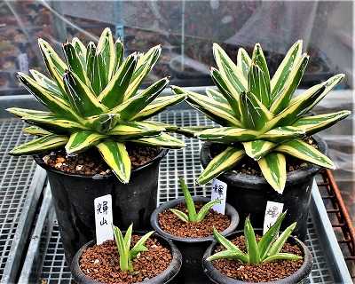 笹の雪'輝山'植替と王妃笹の雪ほか | ☆ガマンマの ニク・サボ栽培