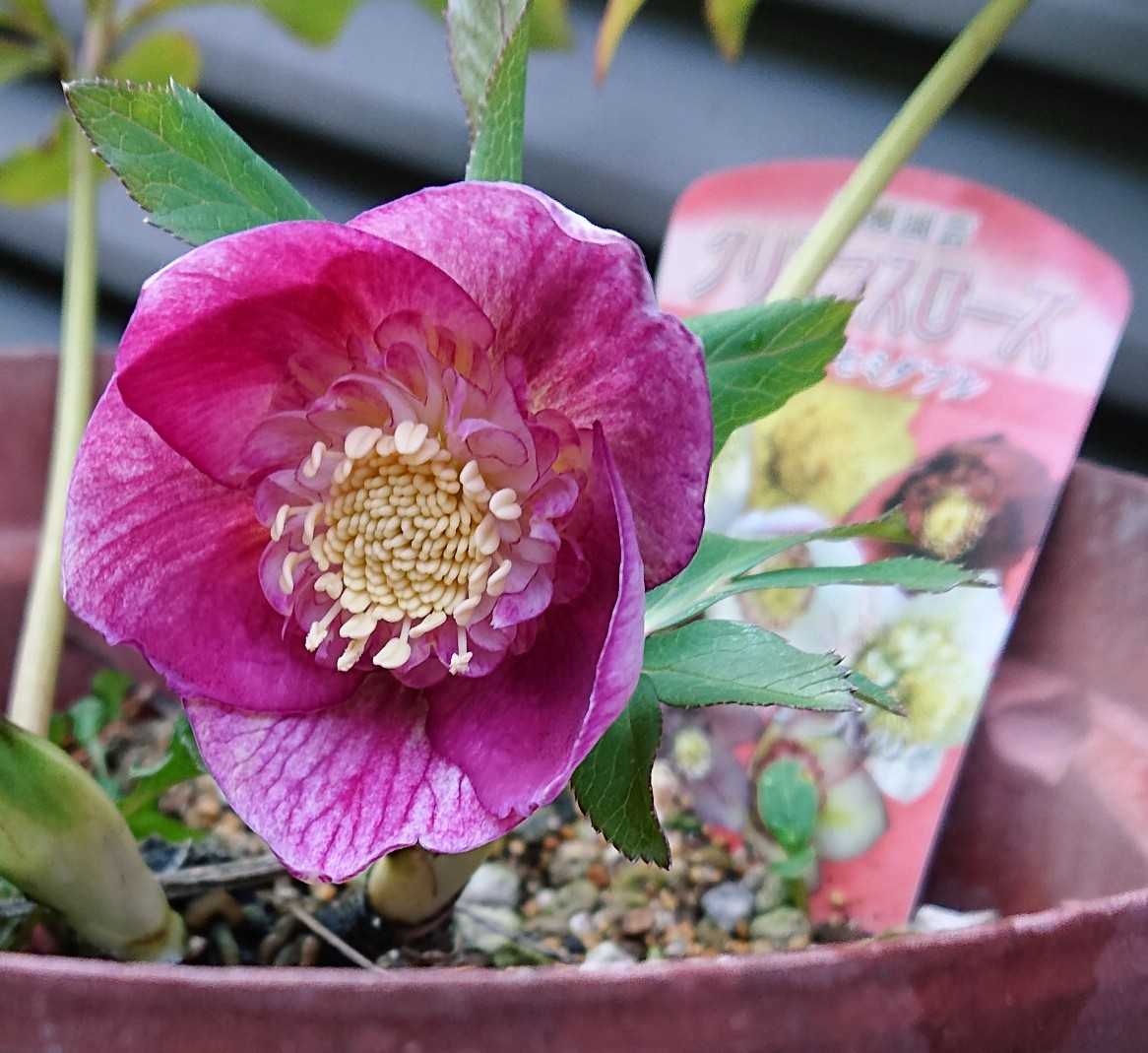 クリスマスローズ オーレア系ピンク いろいろ咲いてきました | 趣味は