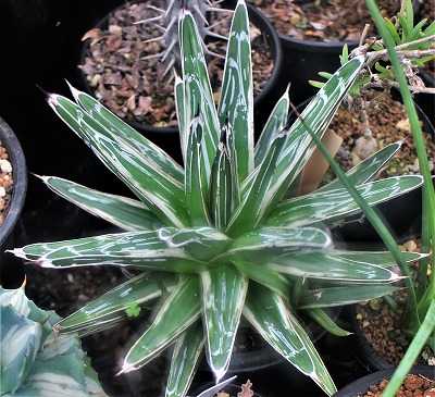 氷嶺と氷山とピリフェラ白斑など | ☆ガマンマの ニク・サボ栽培