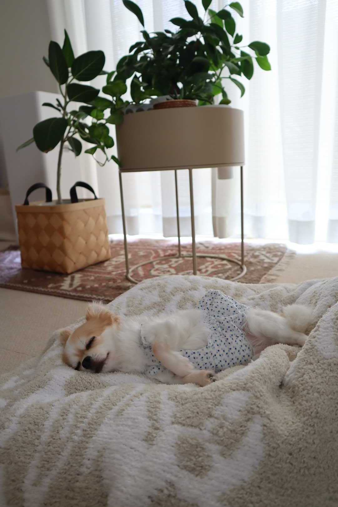 反省】ウールブランケットをやめてカシウェアに替えたわけ。 | Happy