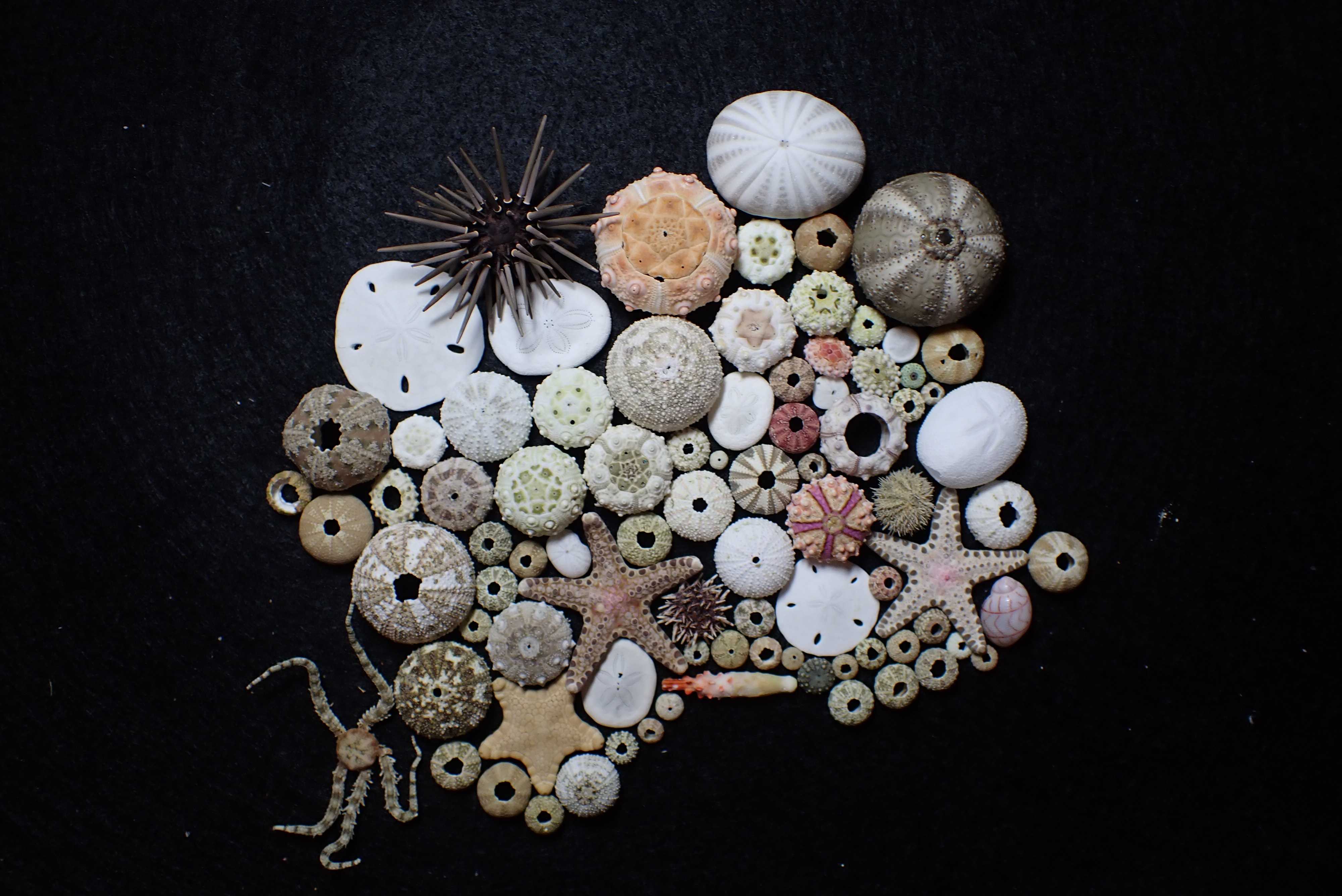 ティーダナガウニモドキ有棘標本ウニ殻