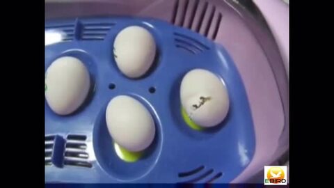 楽天市場】リトルママ 小型自動孵卵器(ふ卵器・ふ卵機) : eバード楽天