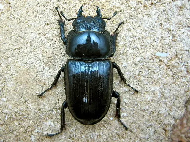 オオクワガタのメスの解説 クワガタと飼育用品の販売/クワガタ工房 虫