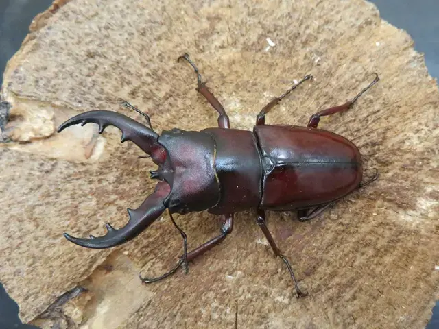 イヘヤノコギリクワガタ58ミリペア販売/クワガタ工房 虫吉