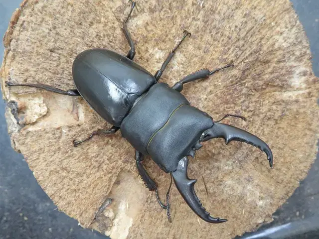国産ヒラタクワガタ（熊本県産）65ミリペア販売/クワガタ工房 虫吉
