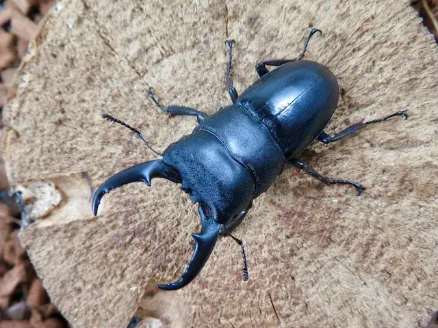 天然本土ヒラタクワガタ（熊本県産）53ミリペア販売/クワガタ工房 虫吉