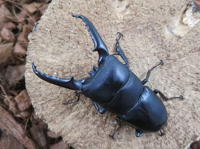 ツシマヒラタクワガタの販売/クワガタ工房 虫吉