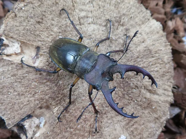 天然ミヤマクワガタ（熊本県産）58ミリペア販売/クワガタ工房 虫吉