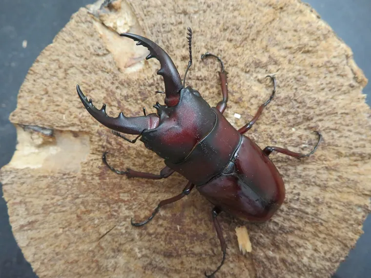 ☆超貴重☆イヘヤノコギリクワガタ特大標本セット ☆超貴重☆イヘヤ